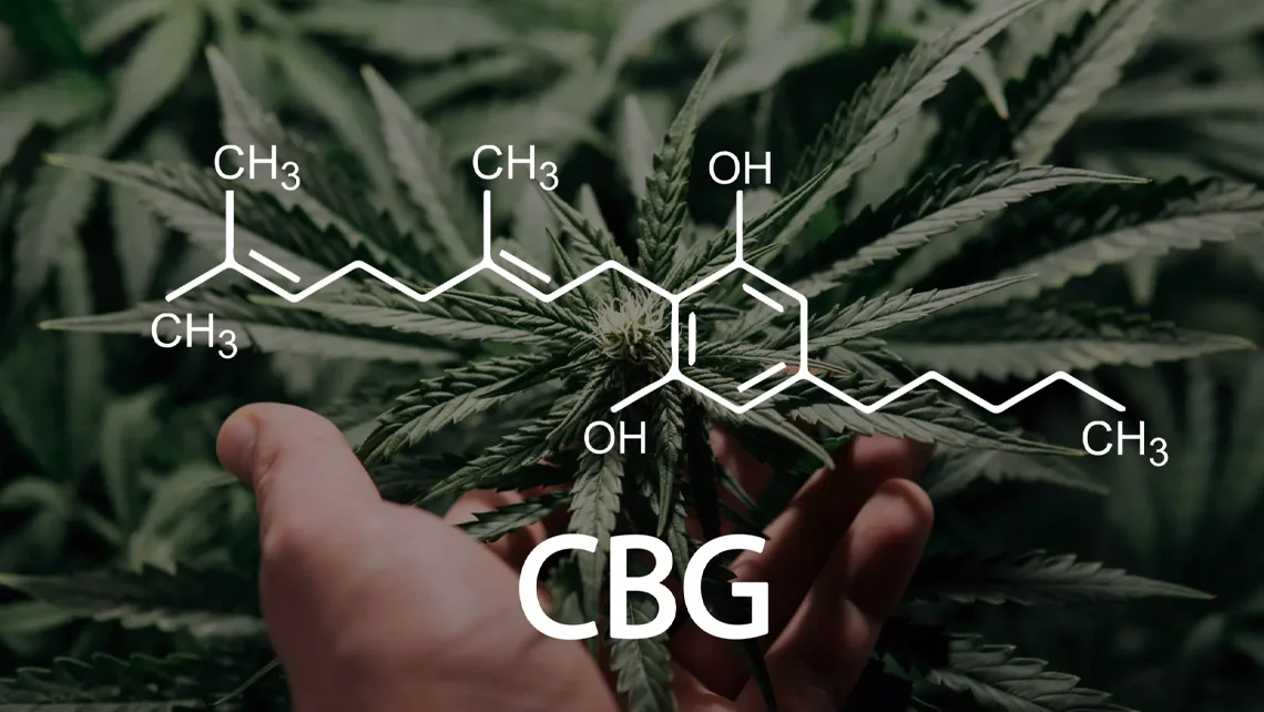 What is CBG – Your Guide to This Rare and Relaxing Cannabis Compound