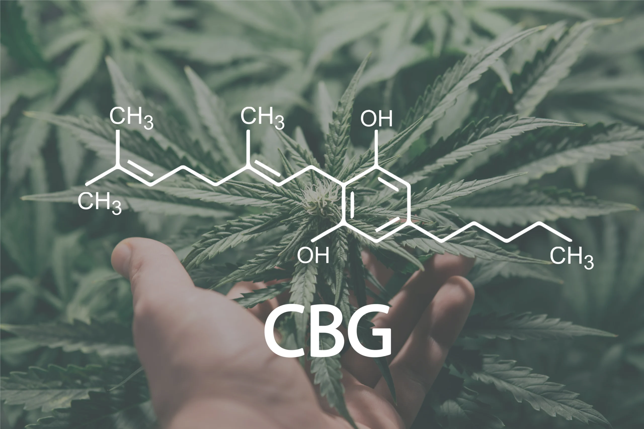 What is CBG – Your Guide to This Rare and Relaxing Cannabis Compound