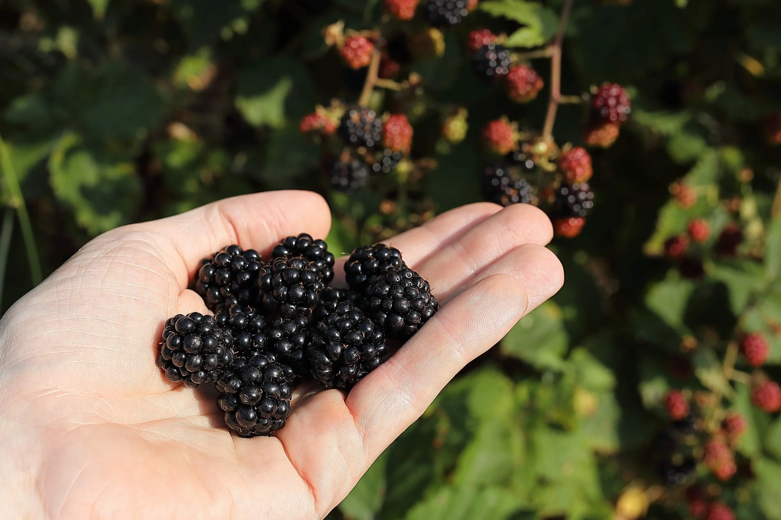 Lady holding blackberries