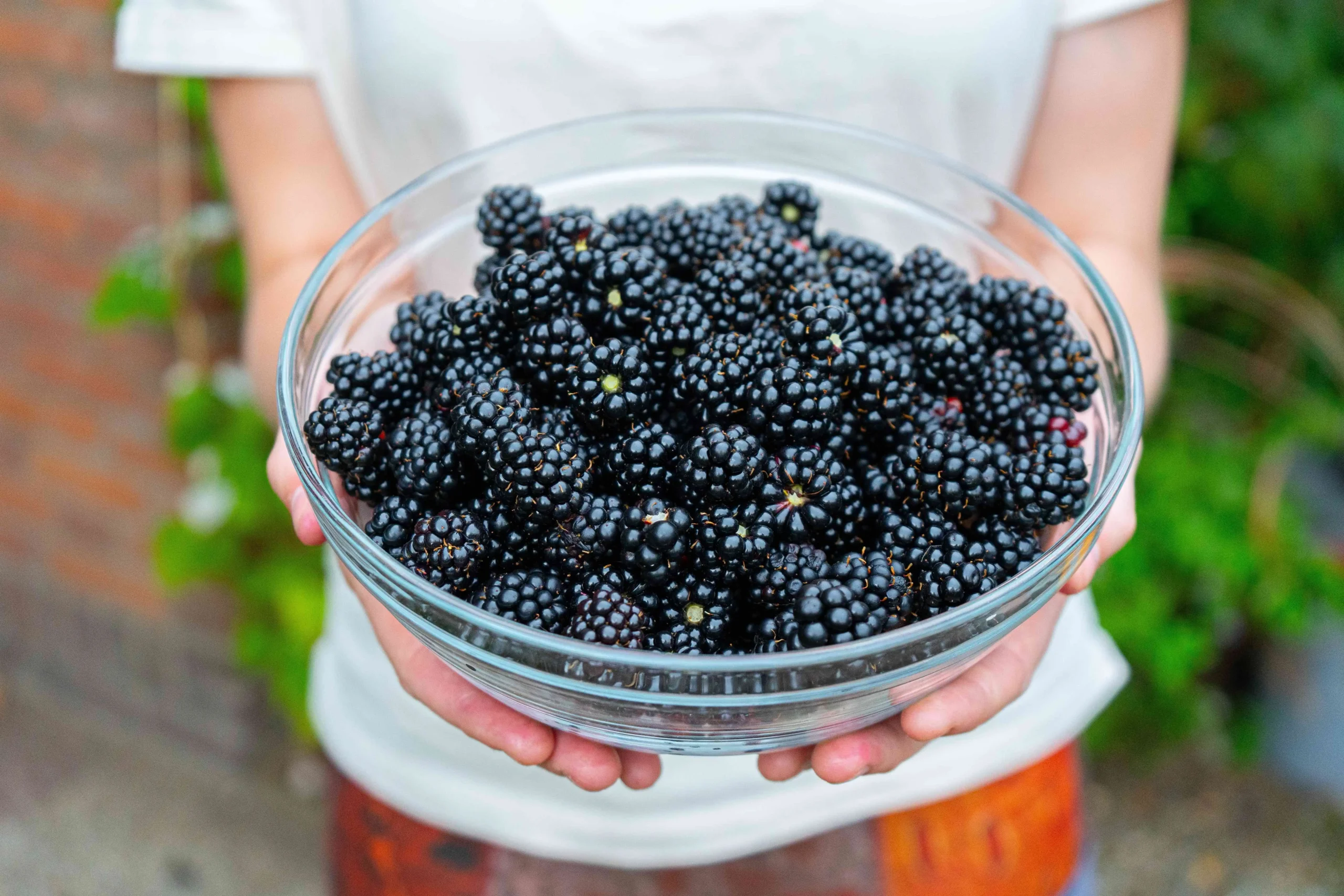 bowl of blackberries