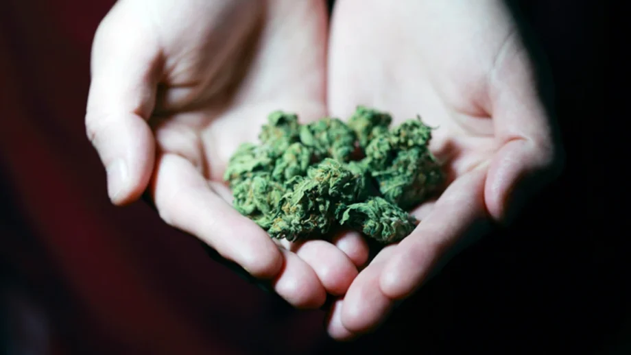 Hands holding cannabis kush as a representation of THC types